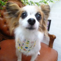 パピヨン×チワワＭＩＸ