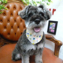 Ｍシュナウザー