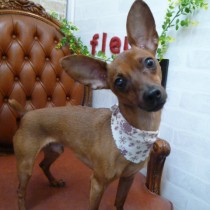 ミニチュアピンシャー