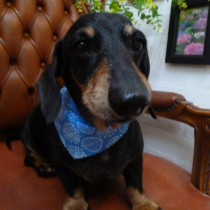 スムースダックス