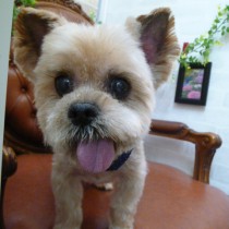 ヨークシャテリア