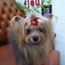 ヨークシャテリア