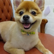 ポメラニアン