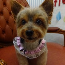 ヨークシャテリア