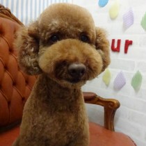 トイプードル