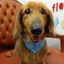 スタンダードダックス