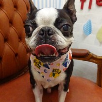 ボストンテリア