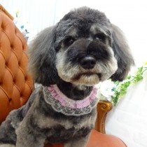 ⅯシュナＭＩＸ