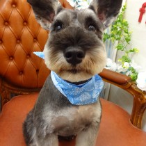 Ⅿシュナウザー