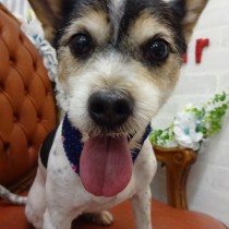 ジャックラッセルＭＩＸ