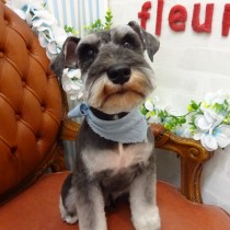 Ｍシュナウザー