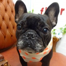 フレンチブルドッグ