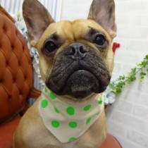 フレンチブルドッグ