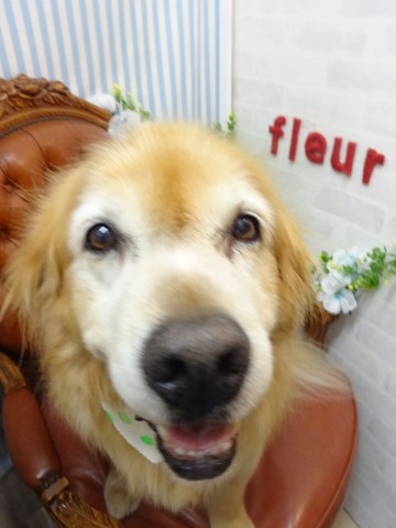 ゴールデンレトリバー