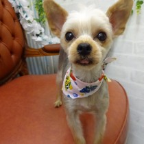 ヨークシャテリア