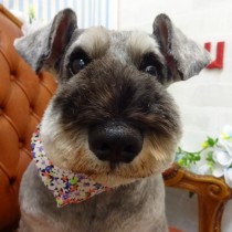 Ｍシュナウザー