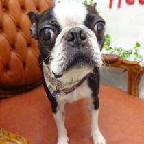 ボストンテリア