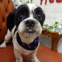 シーズー・チワワmix