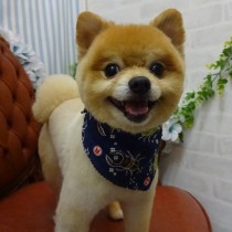 ポメラニアン