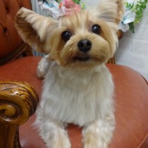 ヨークシャテリア