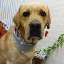 ラブラドールレトリバー