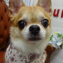 スムースチワワ