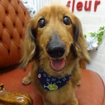 スタンダードダックス