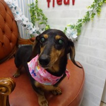 スムースダックス