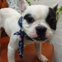 フレンチブルドッグ