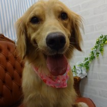 ゴールデンレトリーバー