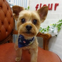 ヨークシャテリア