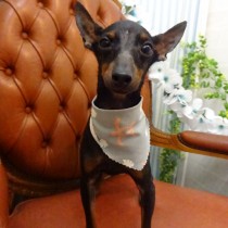 ミニチュアピンシャー