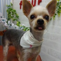 ヨークシャテリア