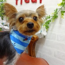 ヨークシャテリア