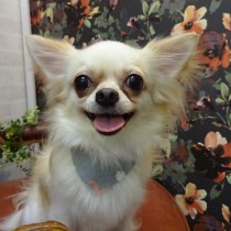 チワワ