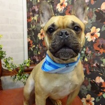 フレンチブルドッグ