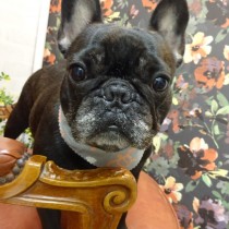 フレンチブルドッグ