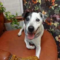 ジャックラッセルテリア