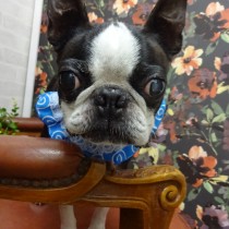 ボストンテリア