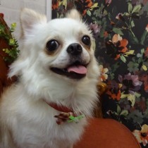 チワワ