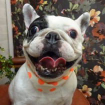 フレンチブルドッグ