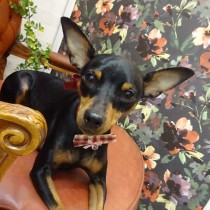 ミニチュアピンシャー