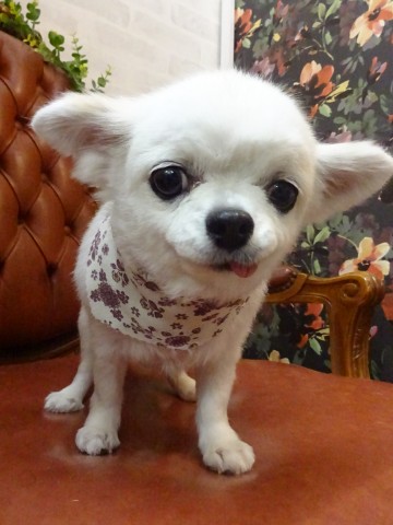 チワワ