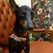 ミニチュアピンシャー