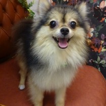 ポメラニアン