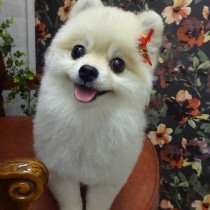 ポメラニアン