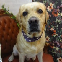 ラブラドールレトリバー