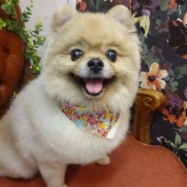 ポメラニアン
