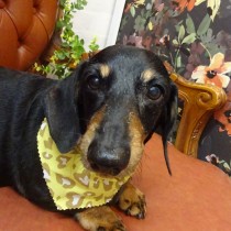 スムースダックス