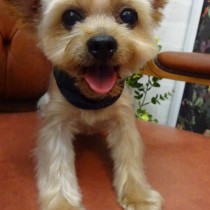 ヨークシャテリア